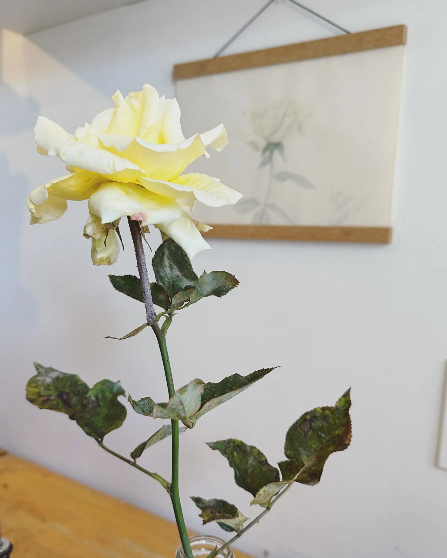 Simone's Rose