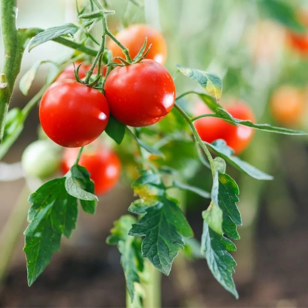 Sweeney's Community Garden